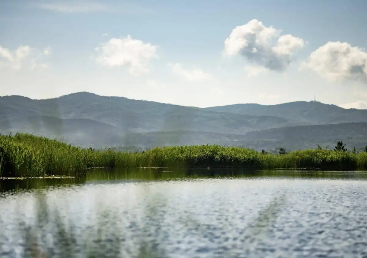 Ruhige Seenlandschaft mit üppigem Schilf und sanften, bewaldeten Bergen im Hintergrund unter blauem Himmel.
