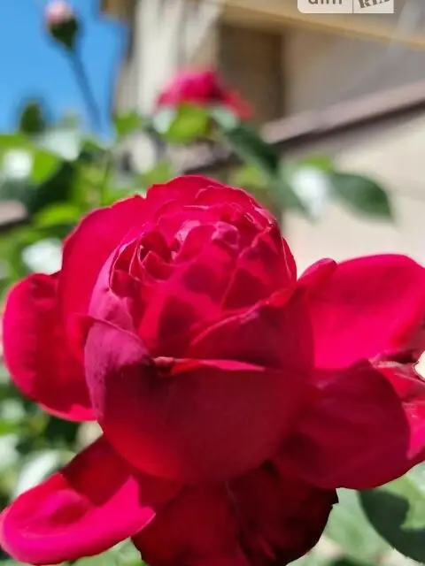 двокімнатна квартира в Дніпрі, район Воронцова, на вул. Котляревського в довготривалу оренду помісячно