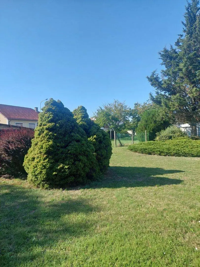 Gepflegte Gartenanlage mit großen immergrünen Sträuchern und Rasenfläche an einem sonnigen Tag.