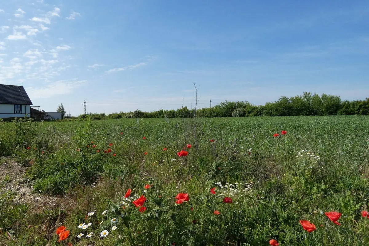 Ländliche Szenerie mit weiten Feldern, einem Haus am Horizont und Mohnblumen im Vordergrund.