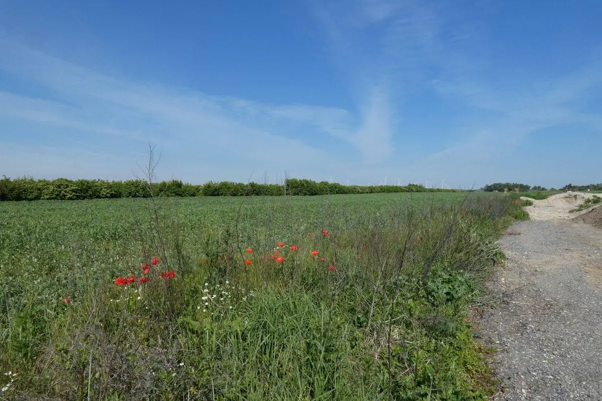 Weite Felder mit einer Hecke am Horizont und einem Schotterweg im Vordergrund unter blauem Himmel.